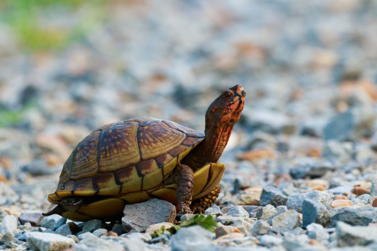 A turtle listening