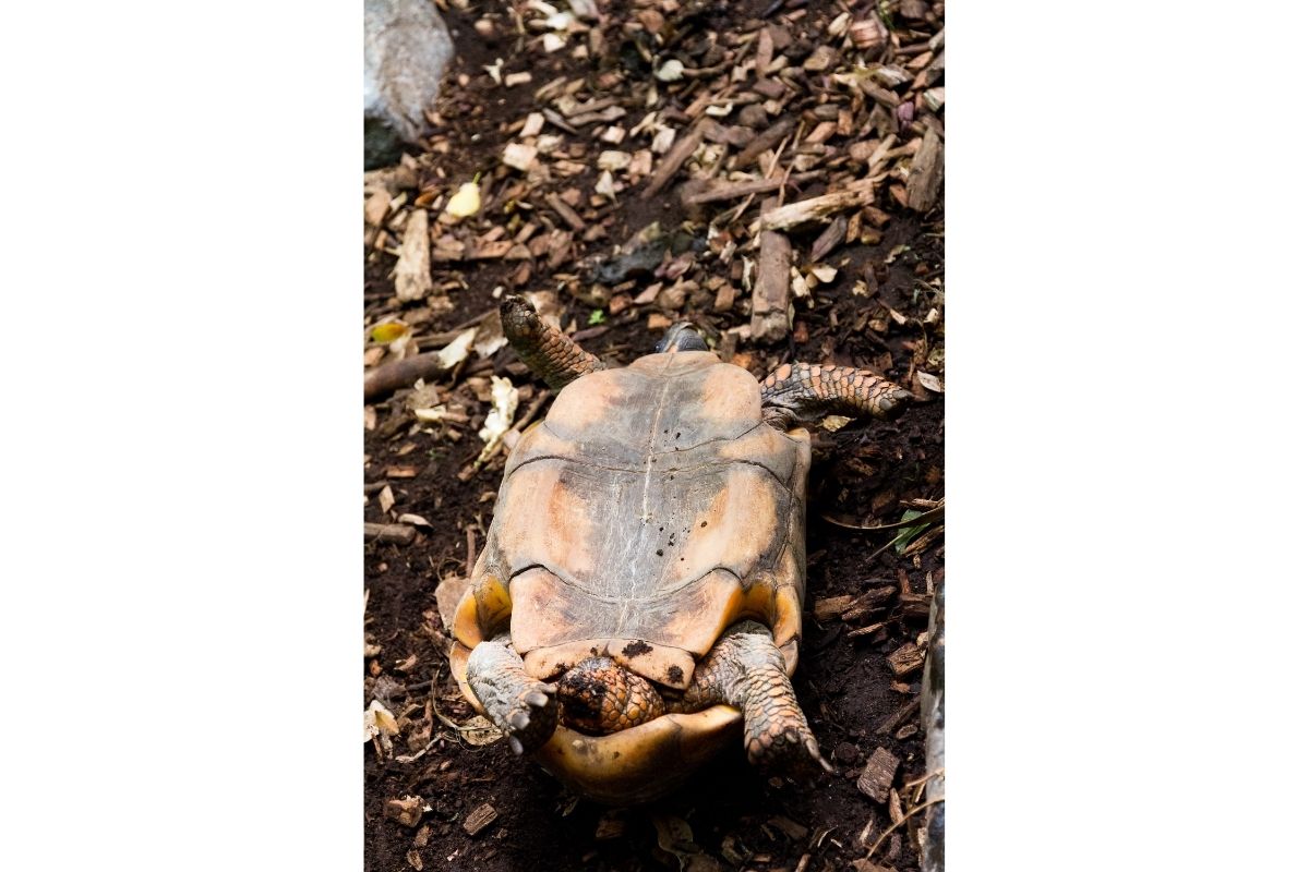 A turtle on his back