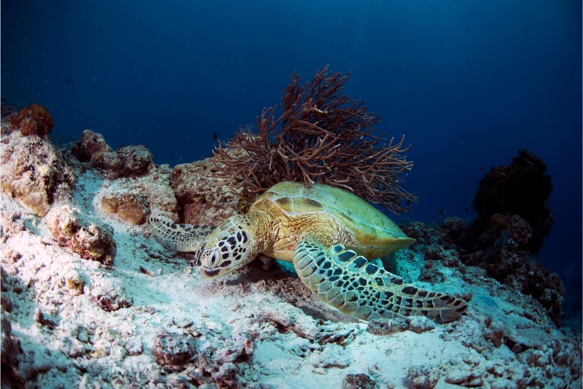 A turtle sleeping underwater