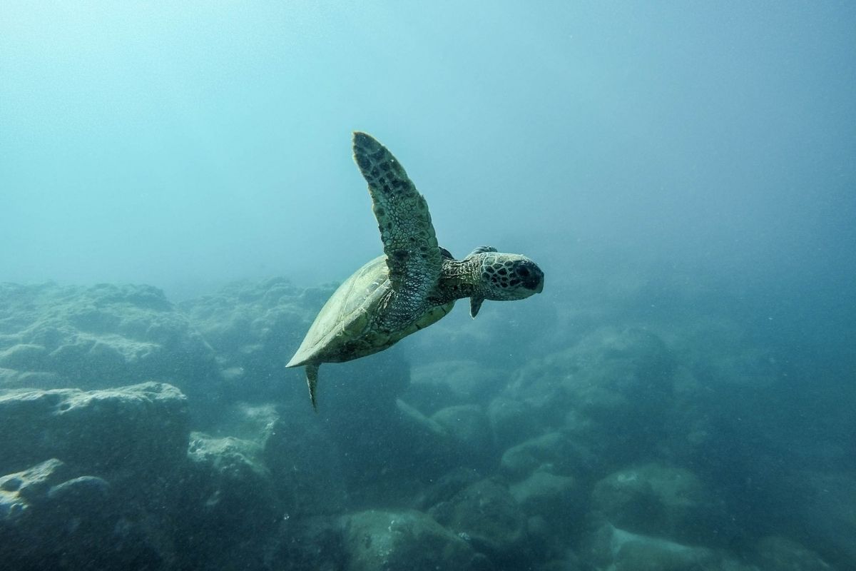 A turtle underwater