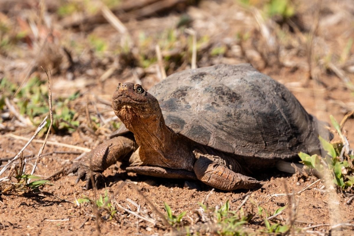 Turtle under the sun