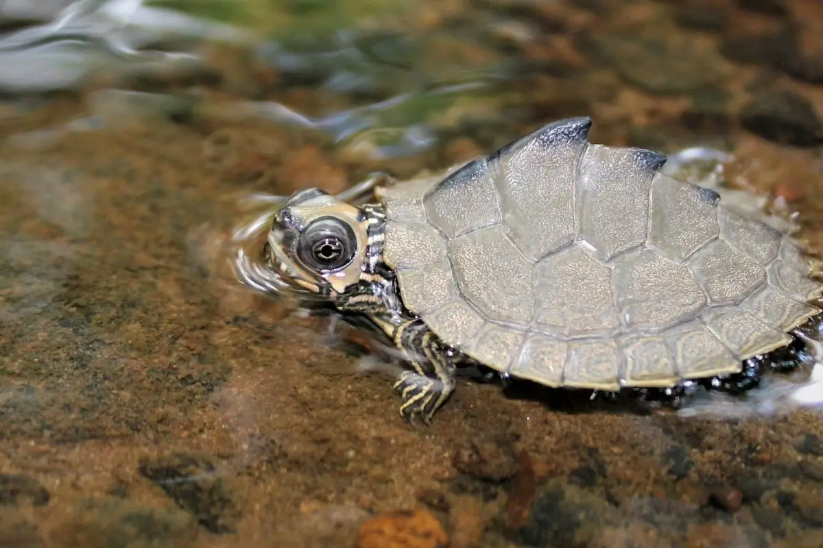 Baby alabama map turtle