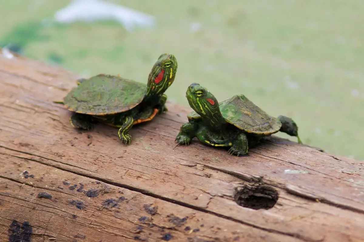 Two baby red eared slider on the log