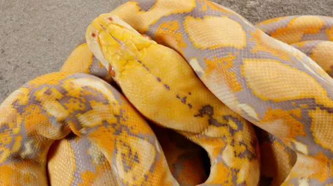 A big yellow snake