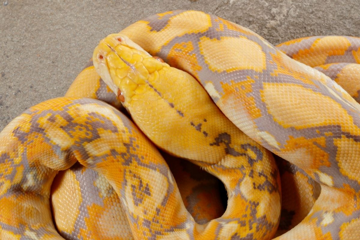 A big yellow snake