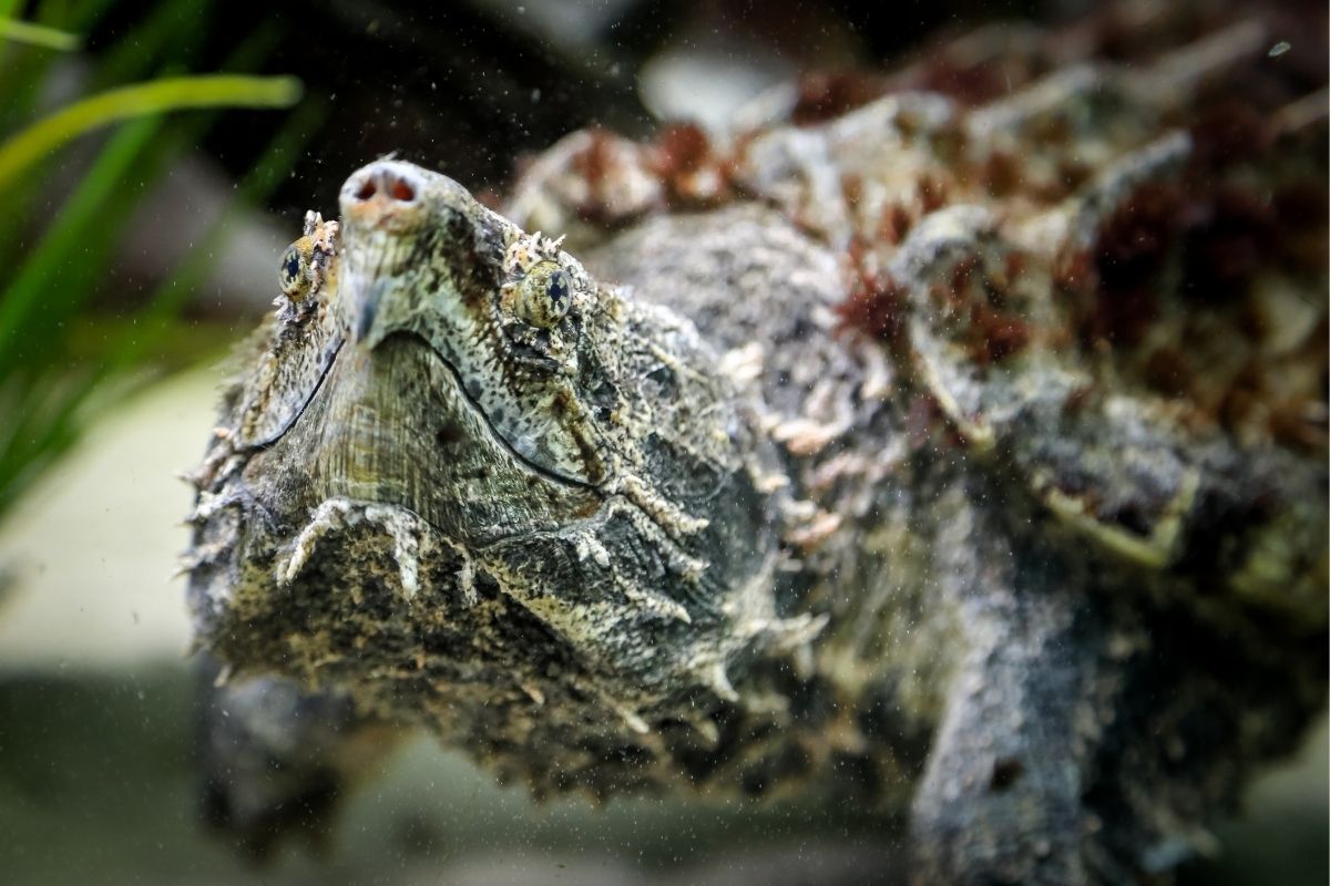 Alligator snapping turtle macroclemys temminckii looking around underwater
