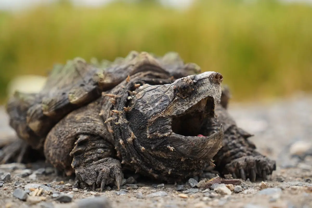 alligator snapping turtle sitting
