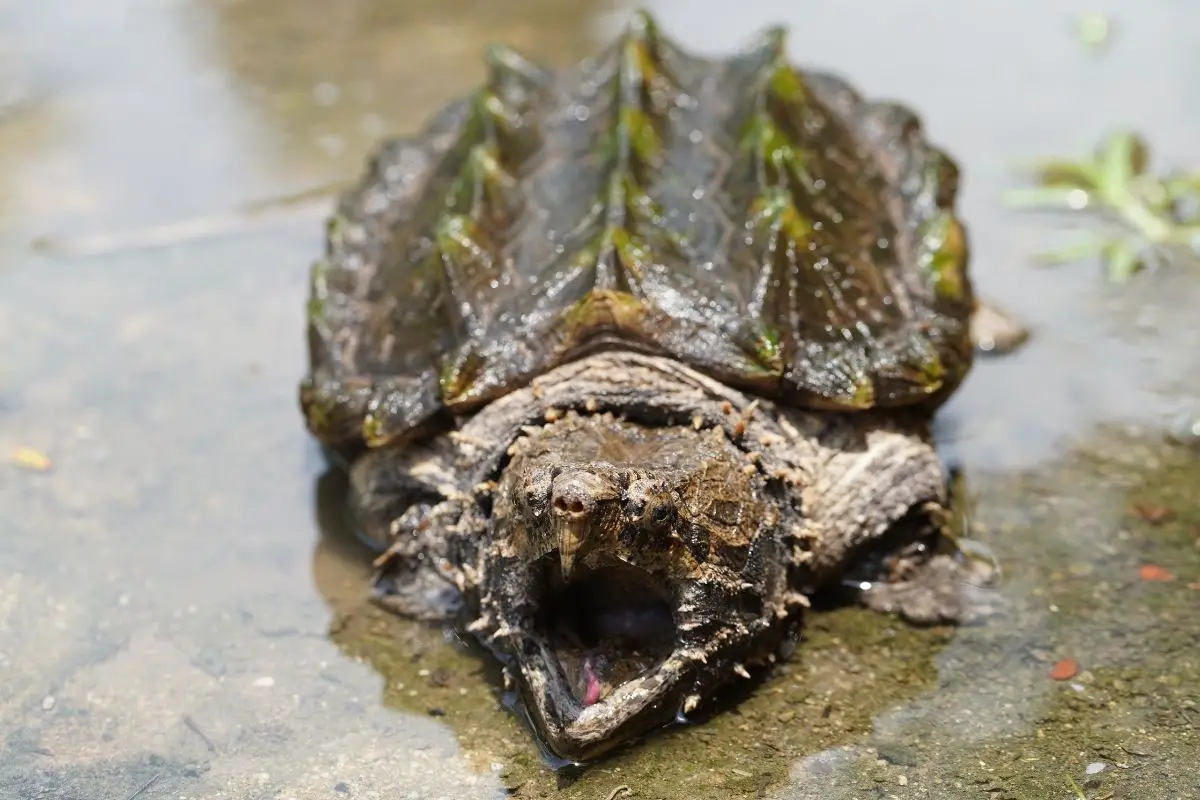 Alligator snapping turtle at the pond