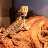 Are Bearded Dragons Able To Drop Their Tail?
