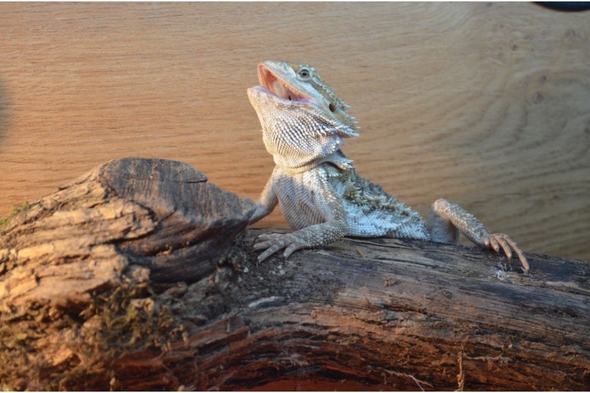 Are bearded dragons able to drop their tail?