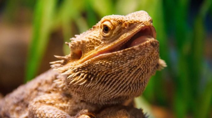 Bearded dragon open mouth