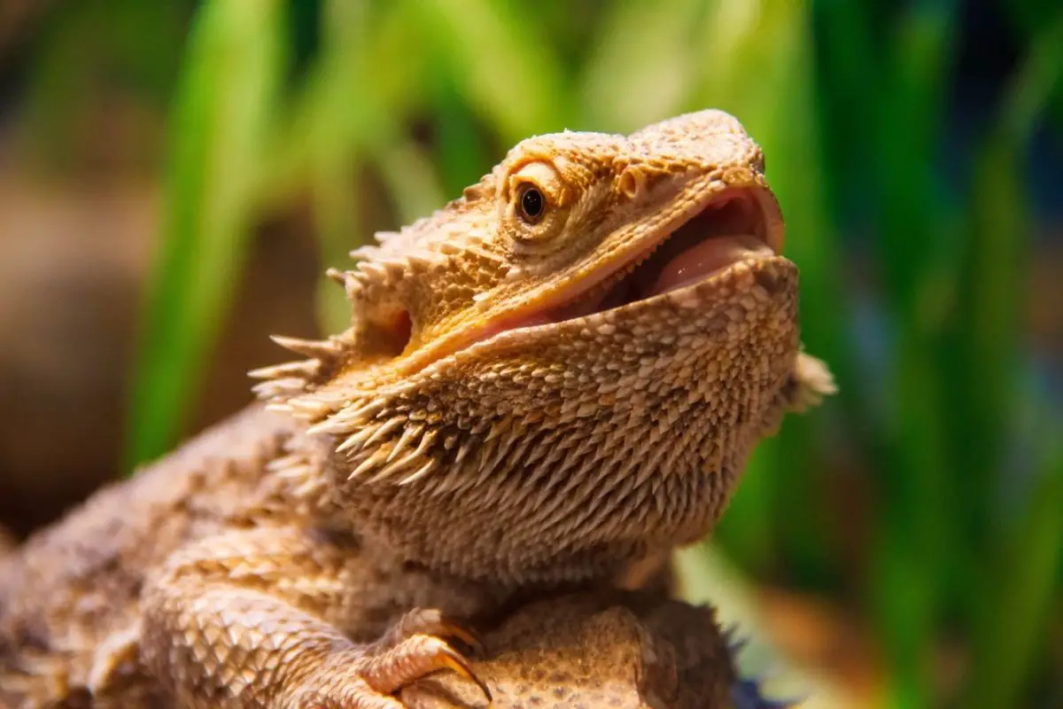 Bearded dragon open mouth