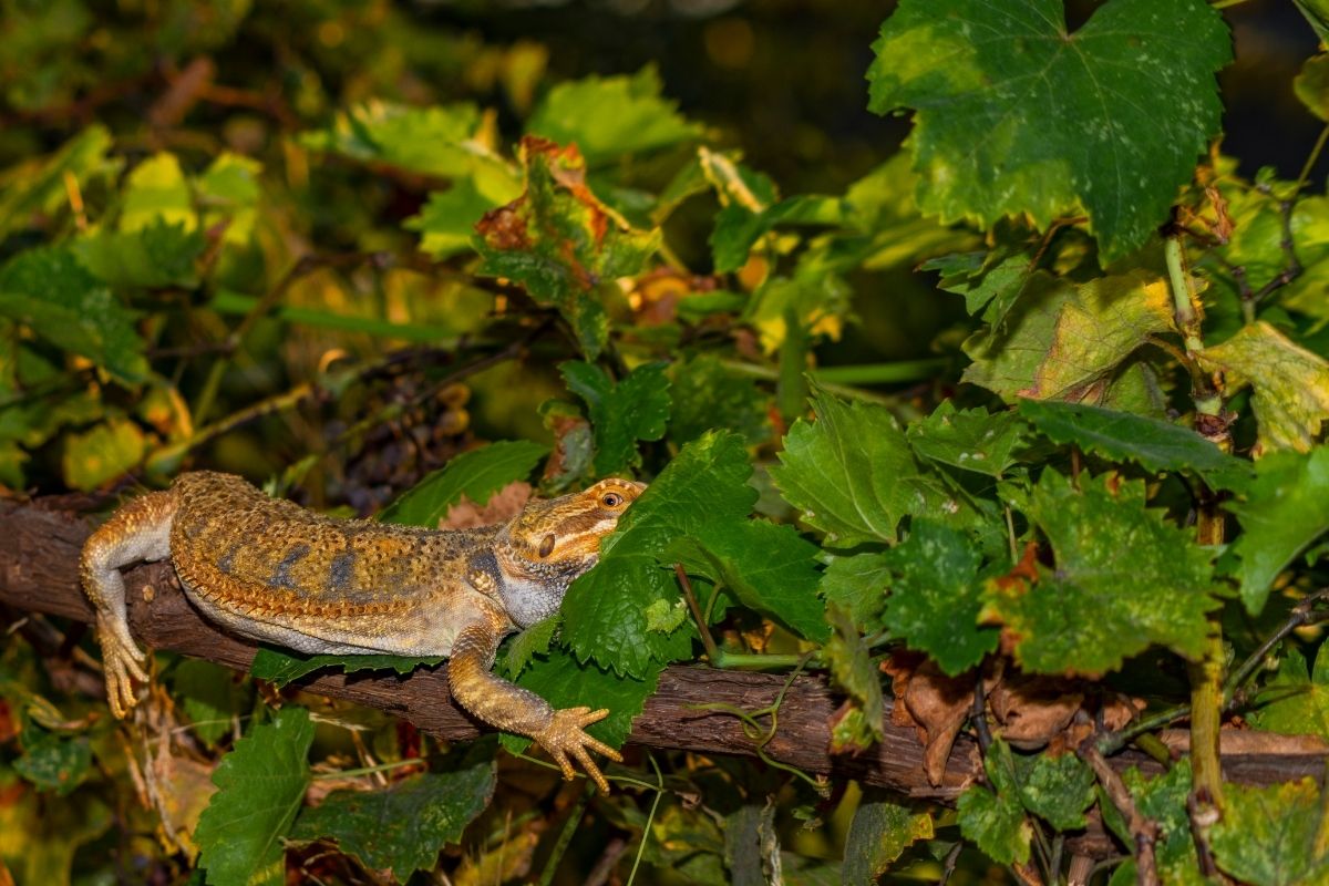 Bearded dragon on forest