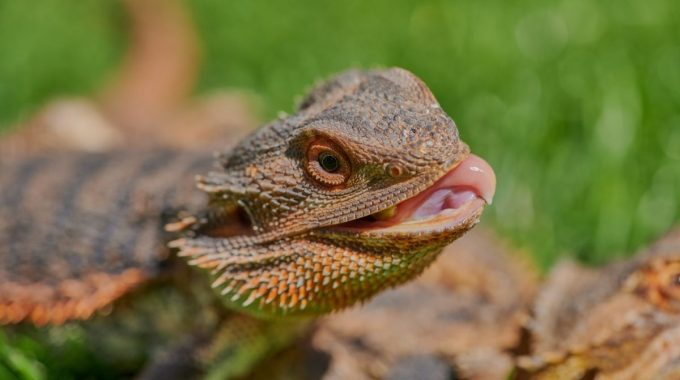 Bearded dragon tongue out