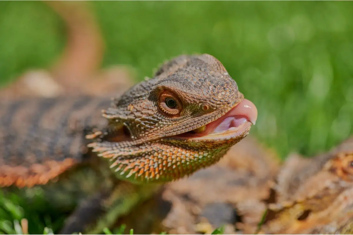 Bearded dragon tongue out
