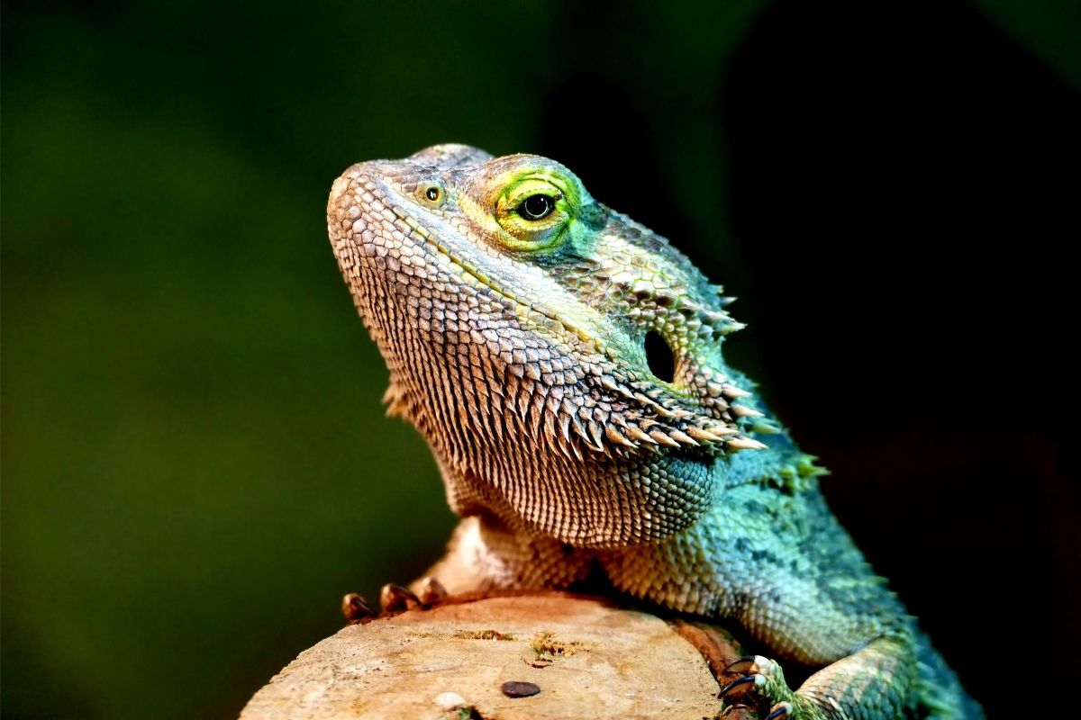 Bearded dragon resting on wood