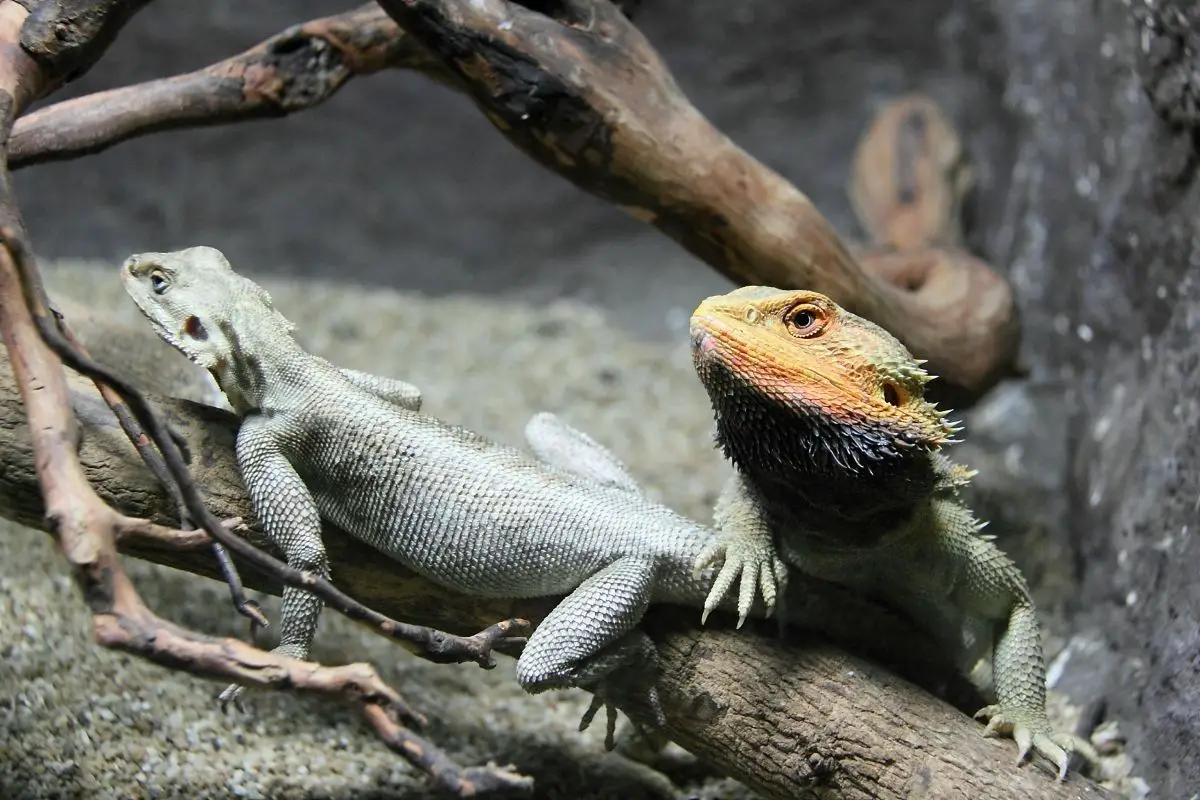 Two bearded dragons on a branch