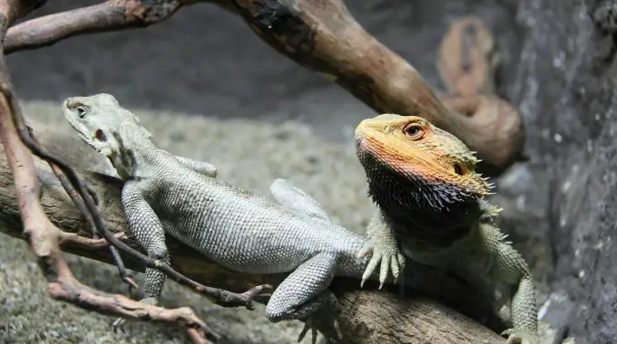 Are you wondering if Bearded Dragons are nocturnal or not? Find out everything you need to know about Bearded Dragons and their sleeping habits right here!