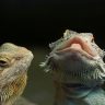 Bearded Dragons With Mouths Closed And Open