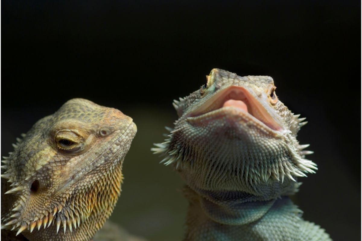 Bearded dragons with mouths closed and open