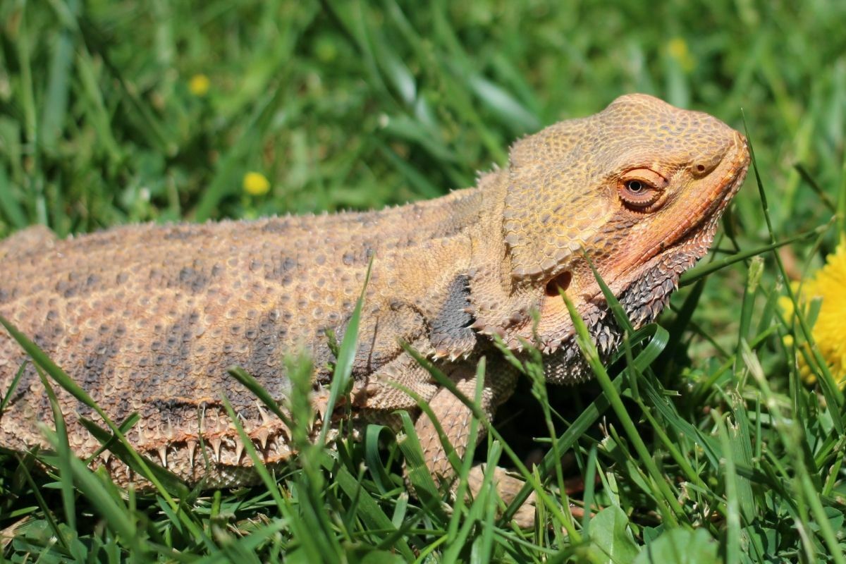 bearded dragon lying on grass