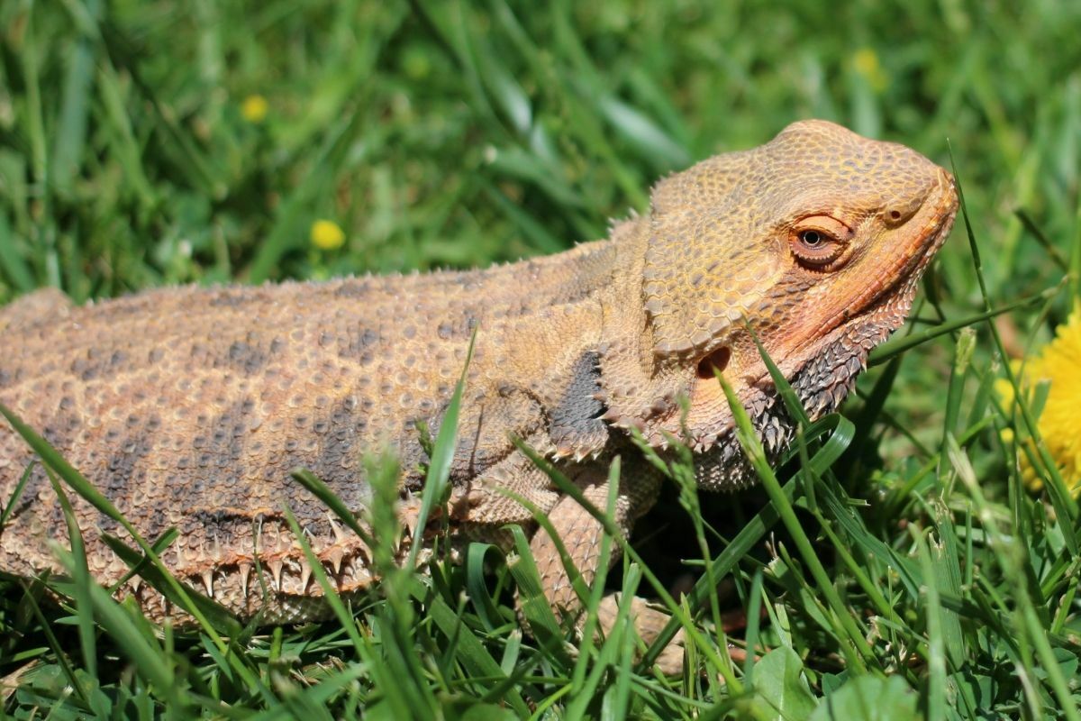 Bearded dragon lying on grass