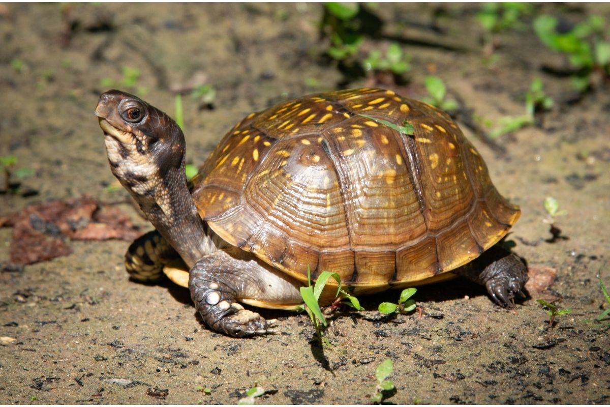 Small box turtle