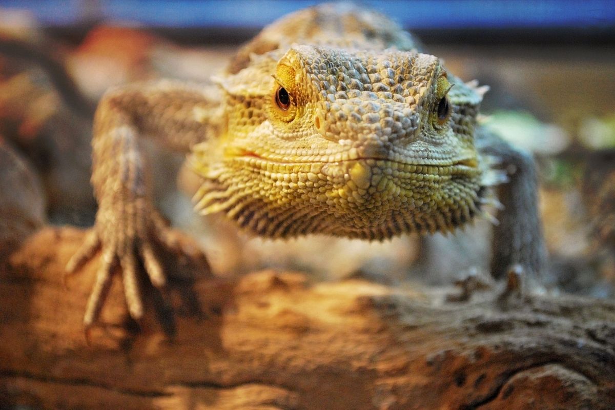 Close-up of crawling bearded dragon