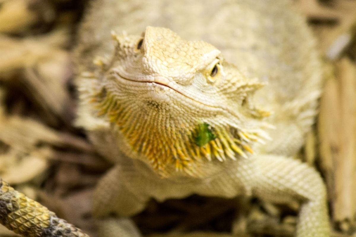 White bearded dragon with yellow chin