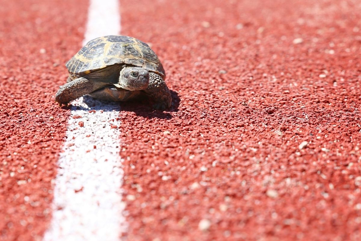 Turtle walking on white line