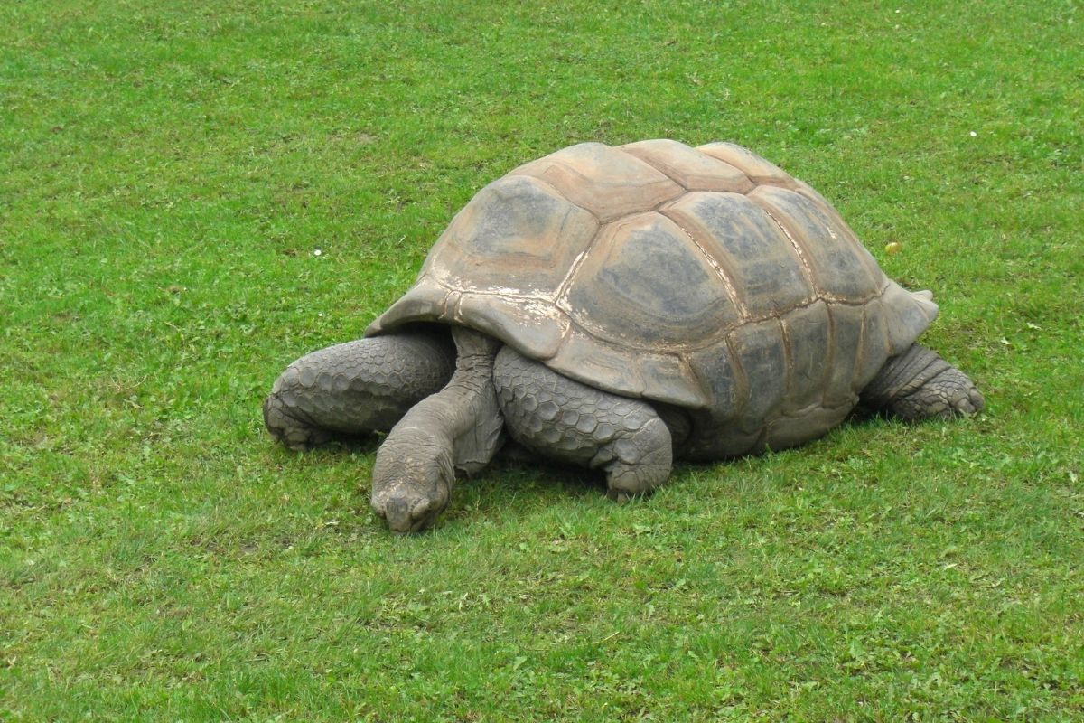 Big turtle on grass