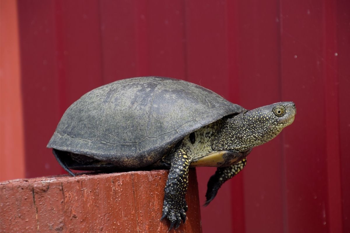 Closeup picture of turtle on red background