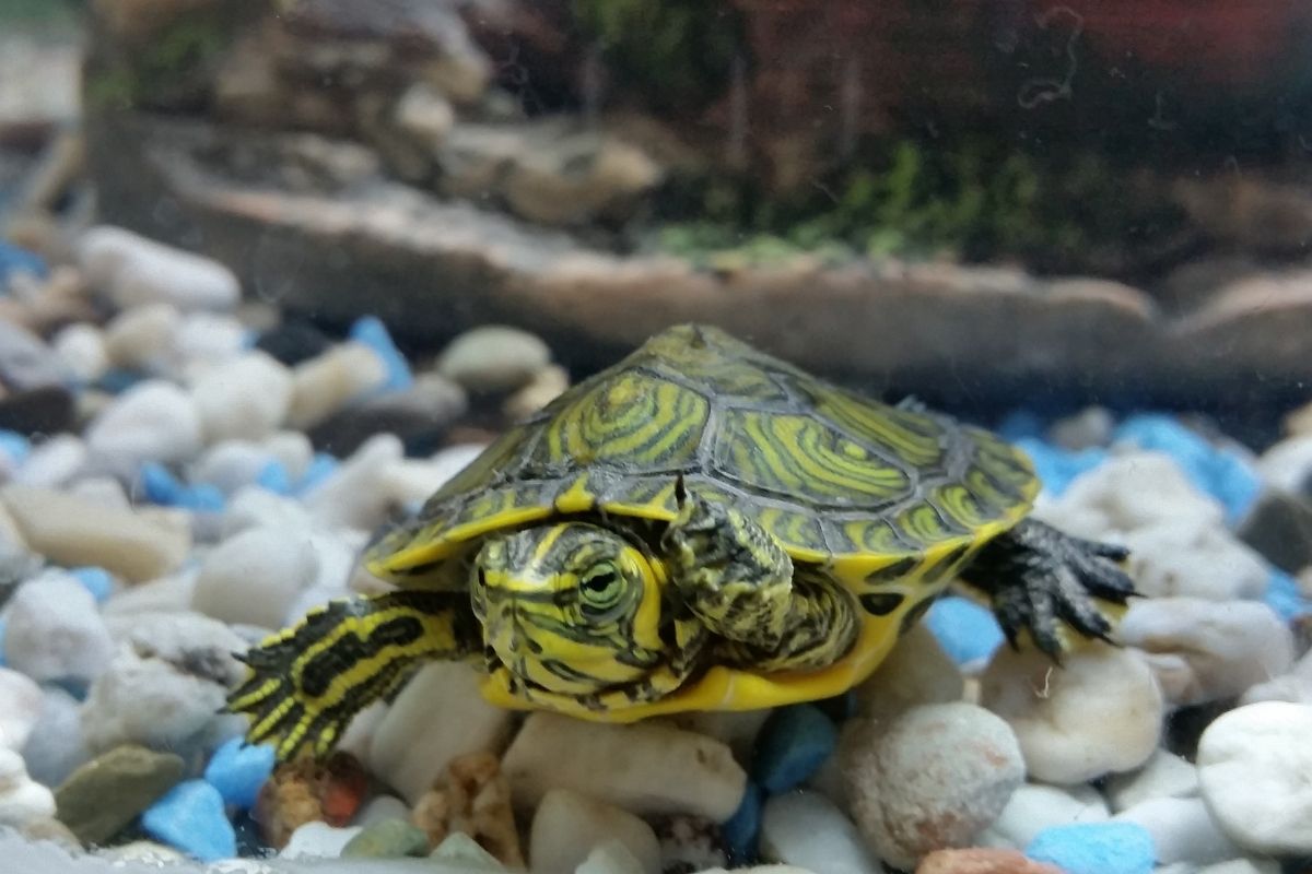 Turtle standing on stones in an aquarium