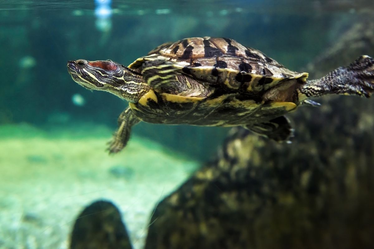 Turtle swimming in an aquarium