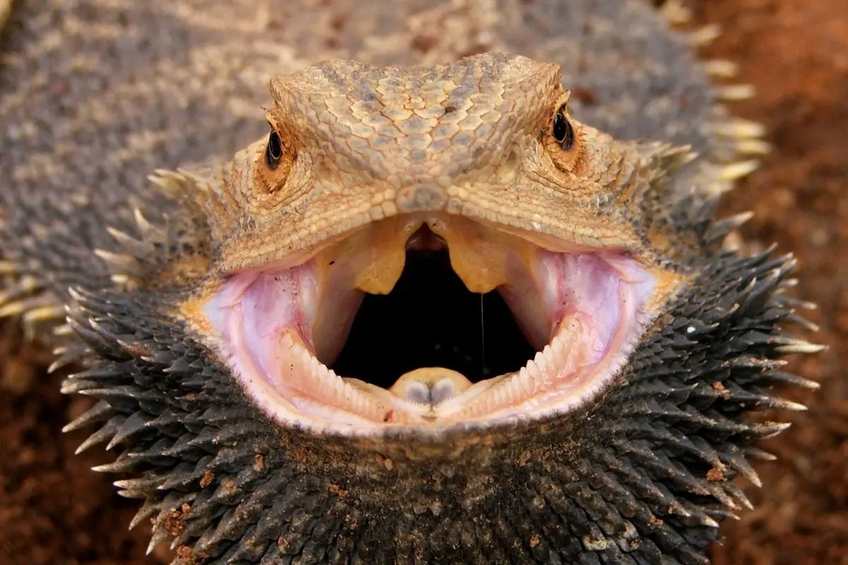 Yellow Bearded Dragon With Mouth Open