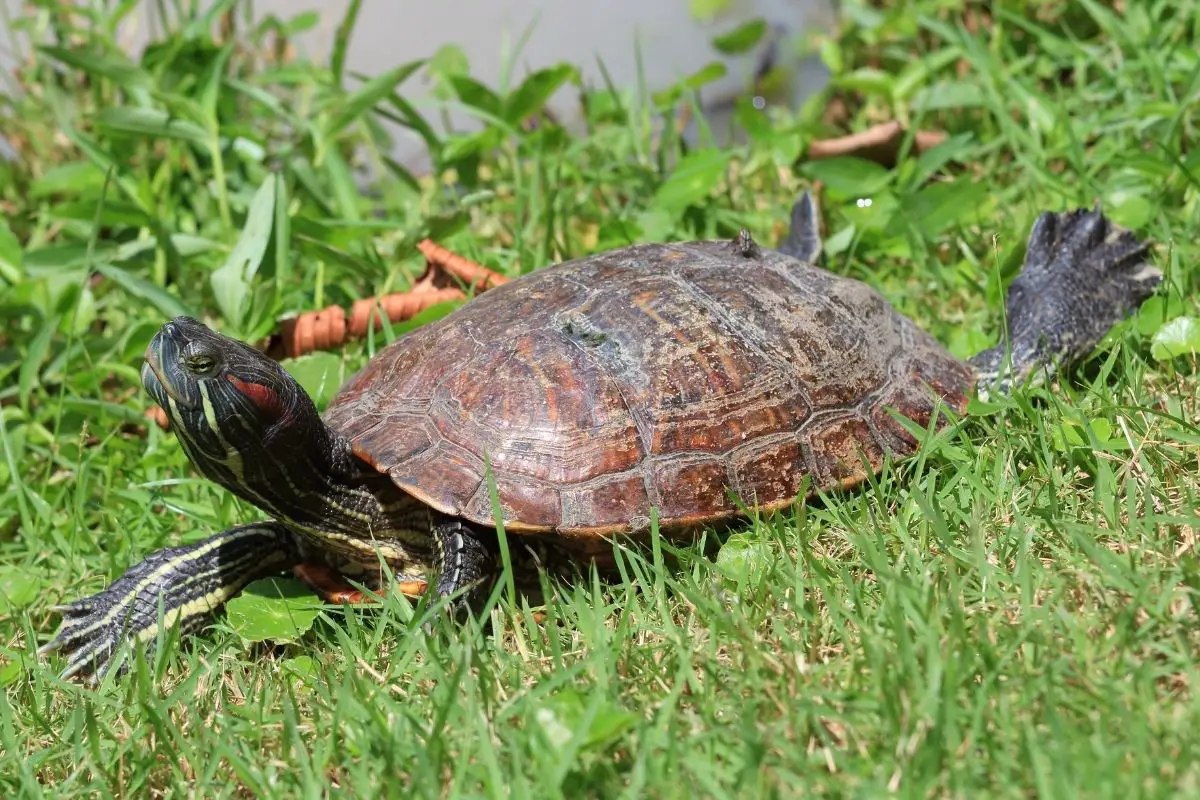 Asian box turtle on grass