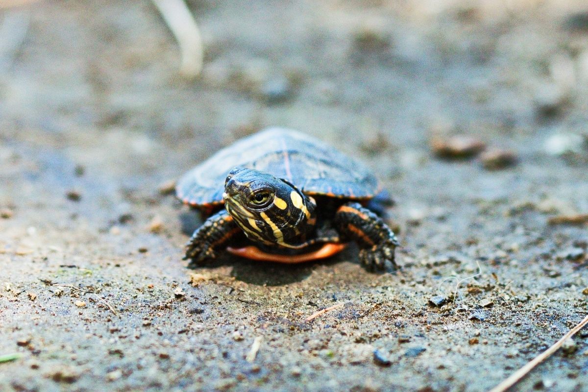 Baby painted turtle walking on the ground