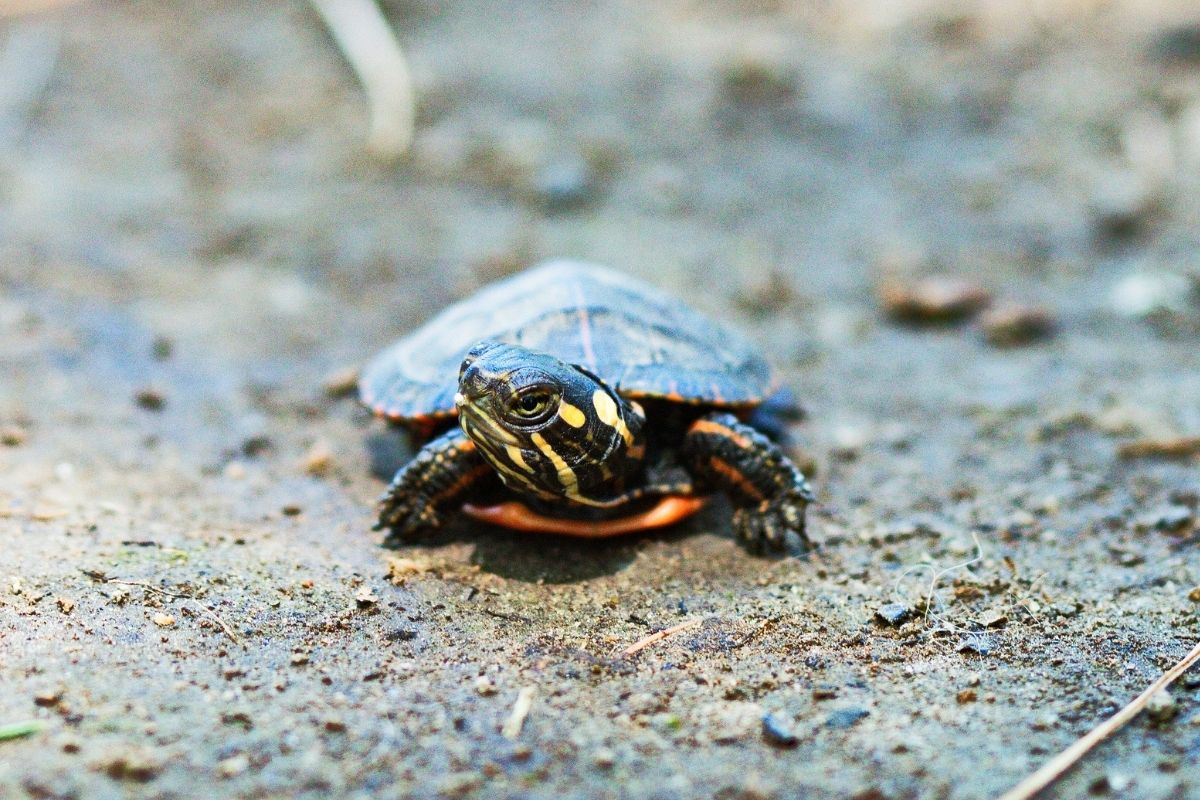 atlantic-hawksbill-sea-turtle-diets-connectposts