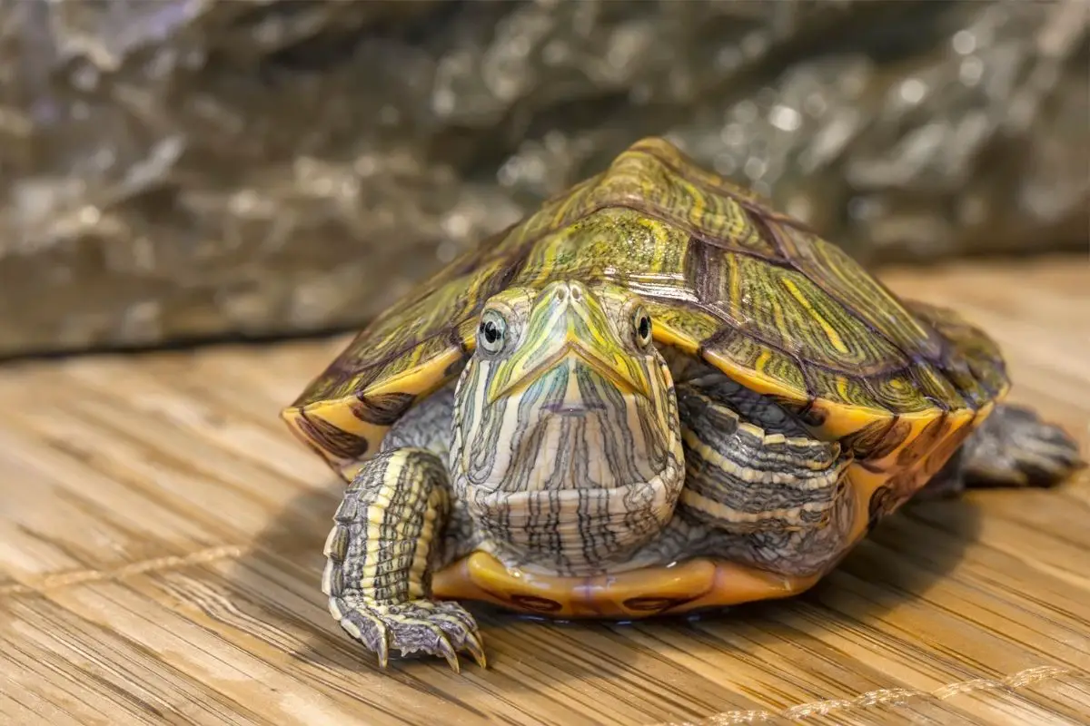 A portrait of Baby Red Eared Slider