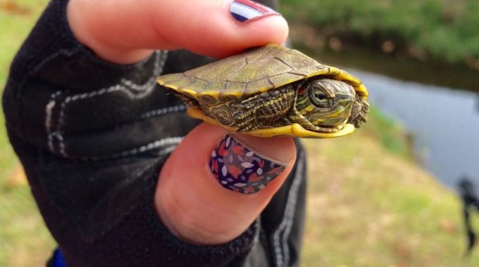 A baby turtle being held
