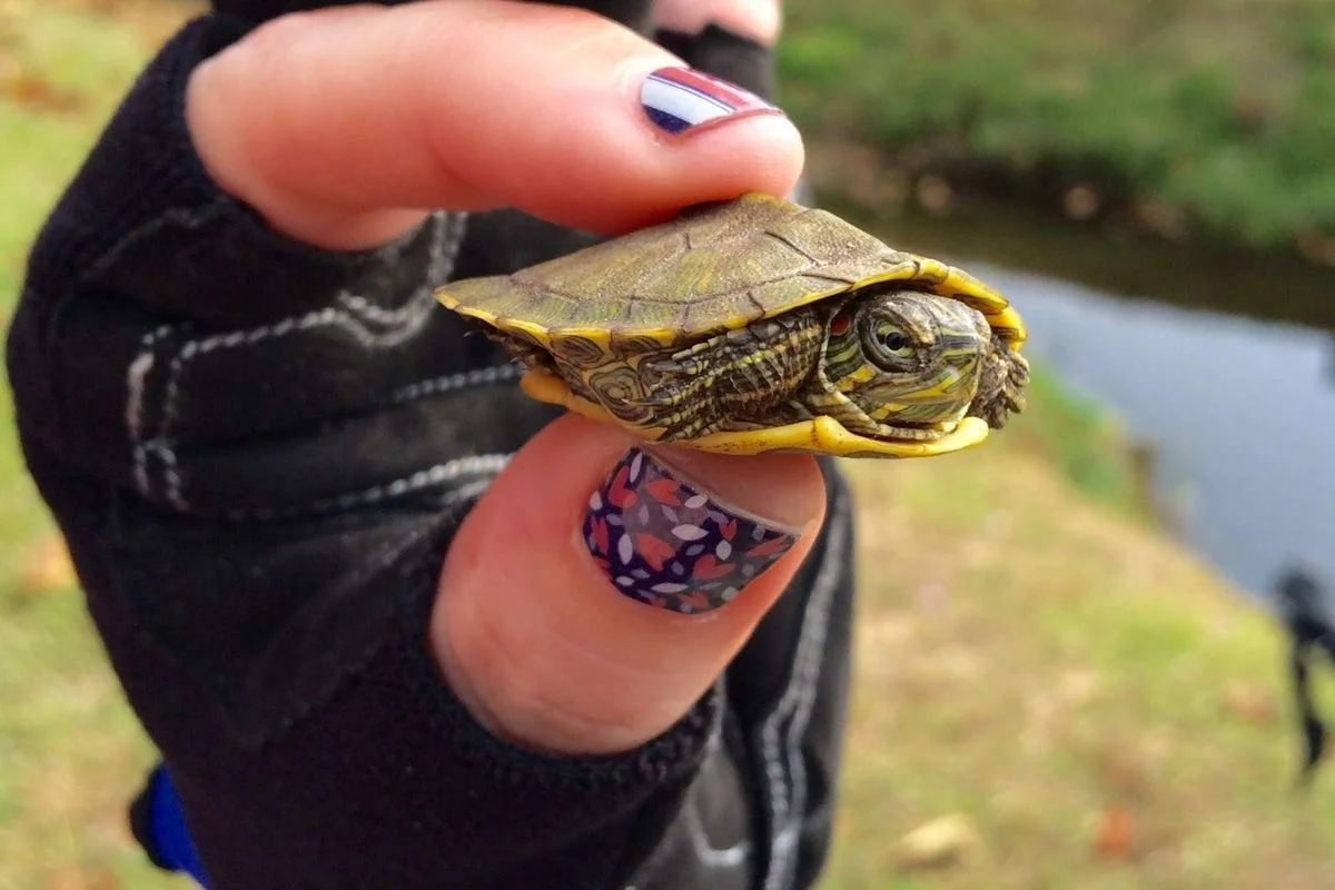 A girl holding a baby red-eared slider