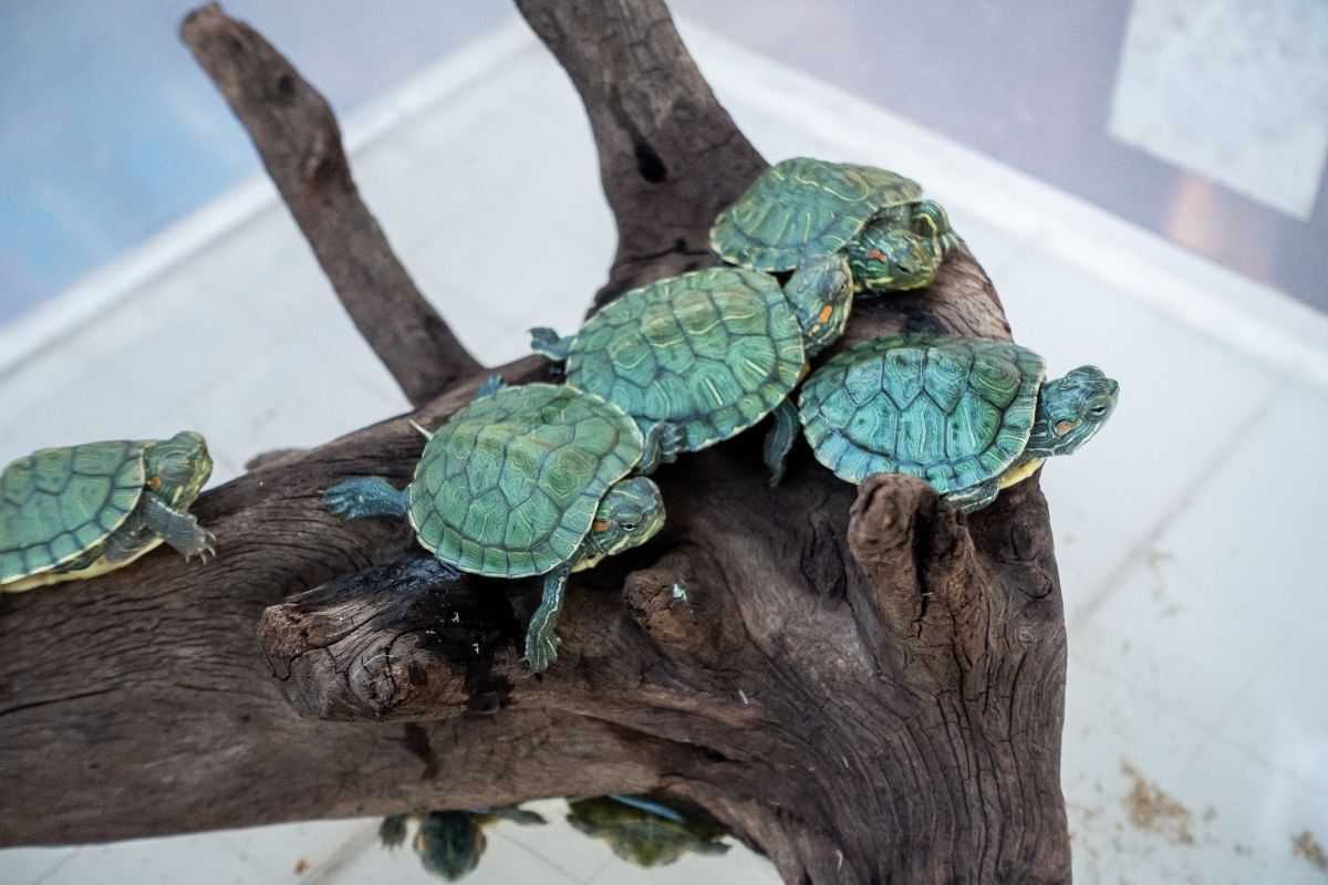4 baby red eared slider in the tank