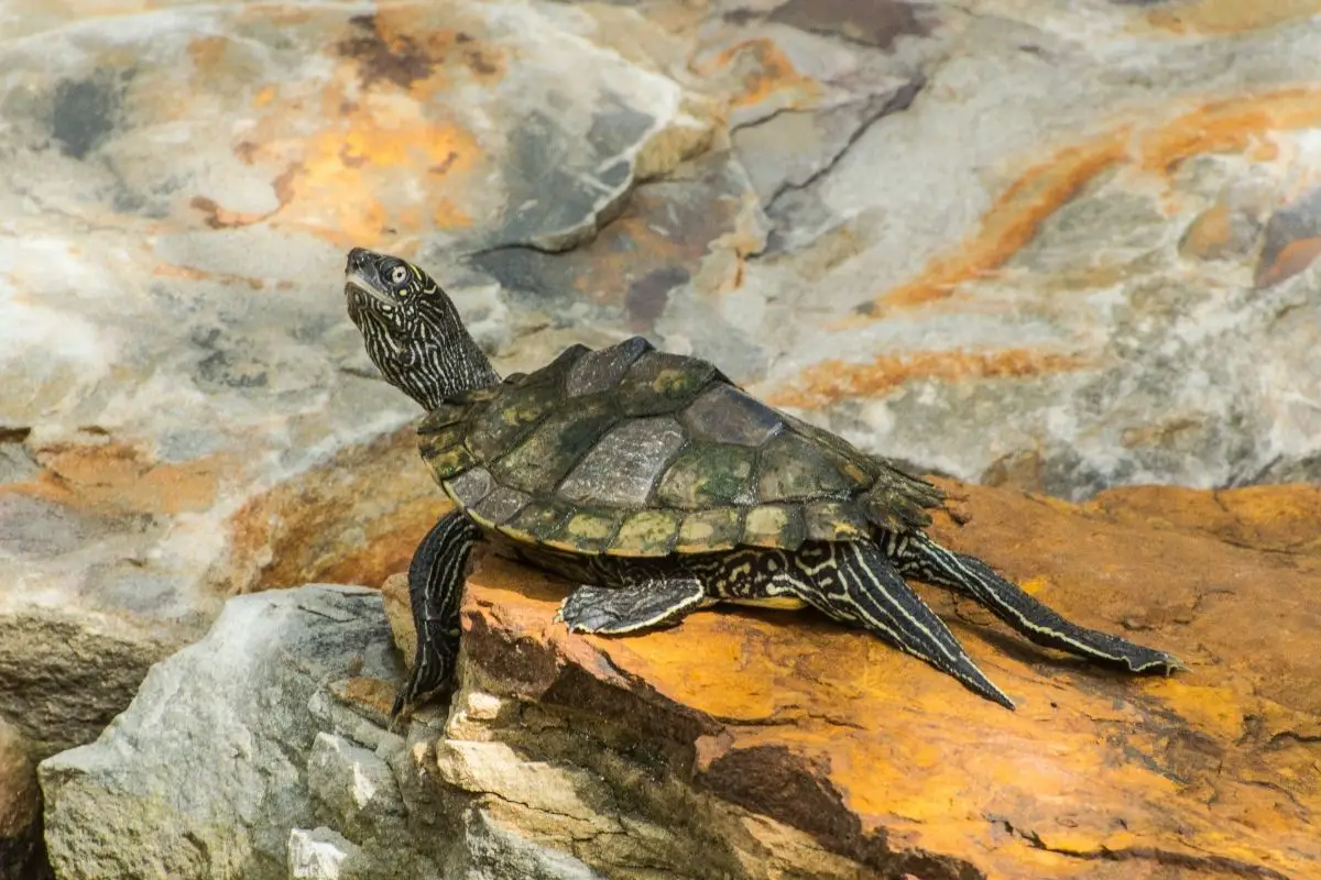 Barbour’s Map Turtle Graptemys barbouri on the rock