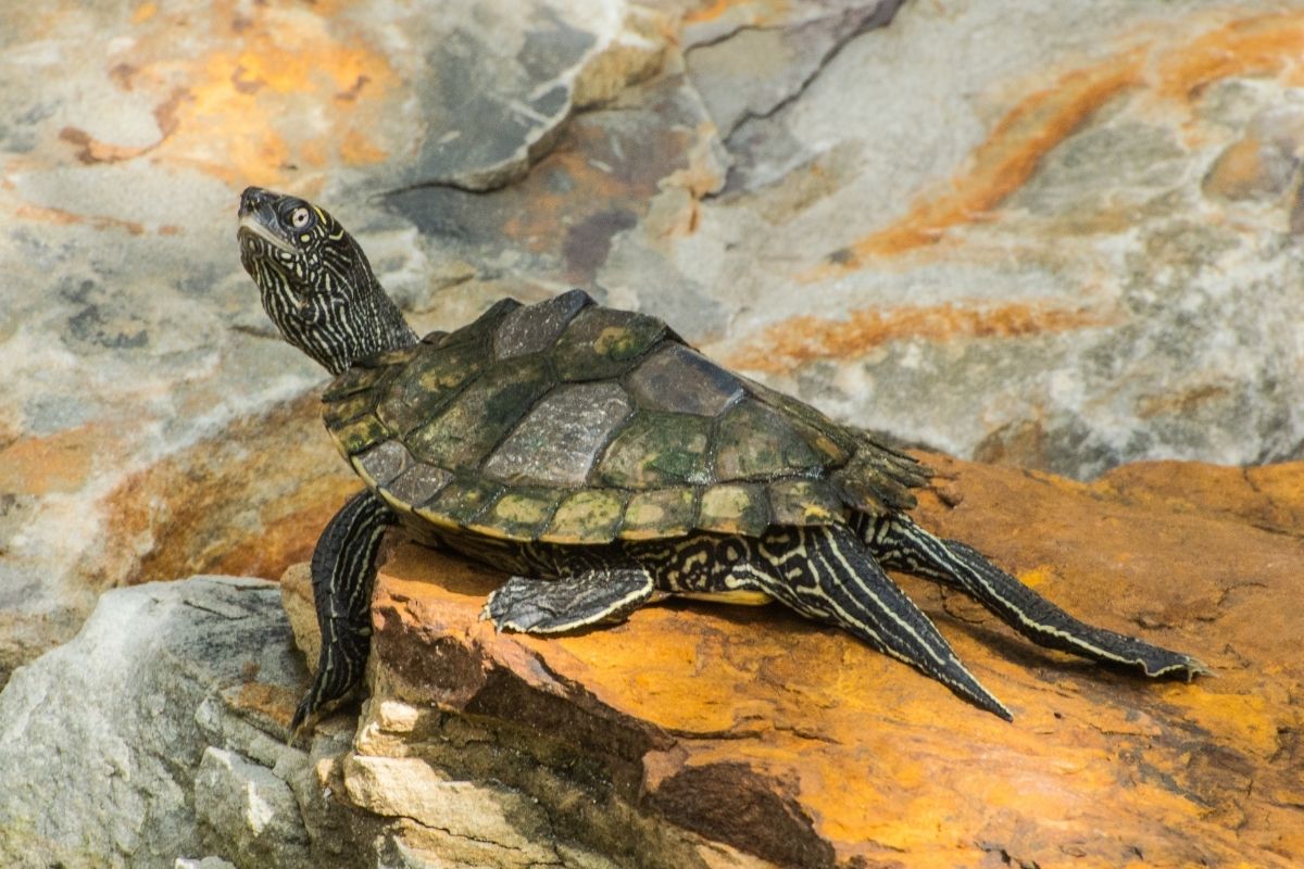 Barbour's Map Turtle on a rock