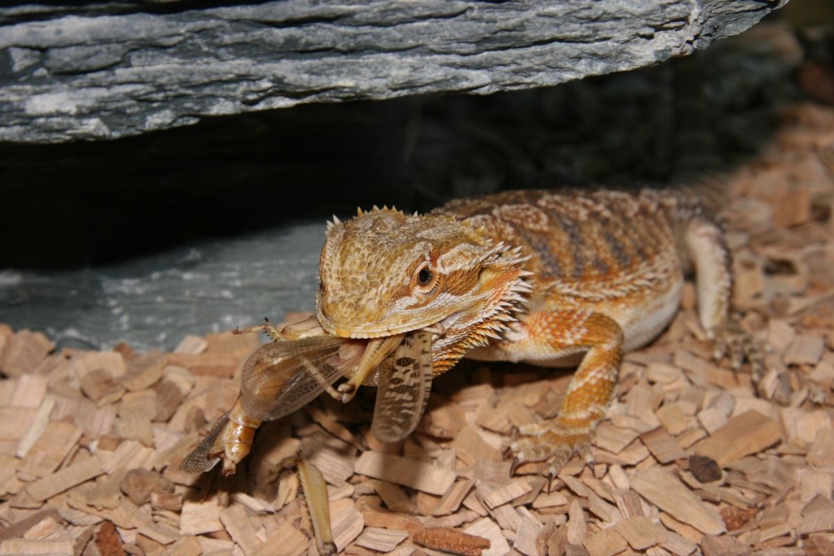 Bearded dragon eating insect