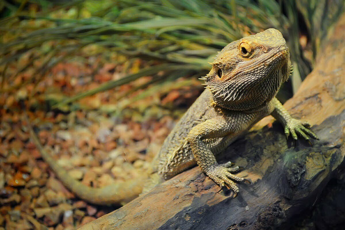 Bearded dragon on a tank