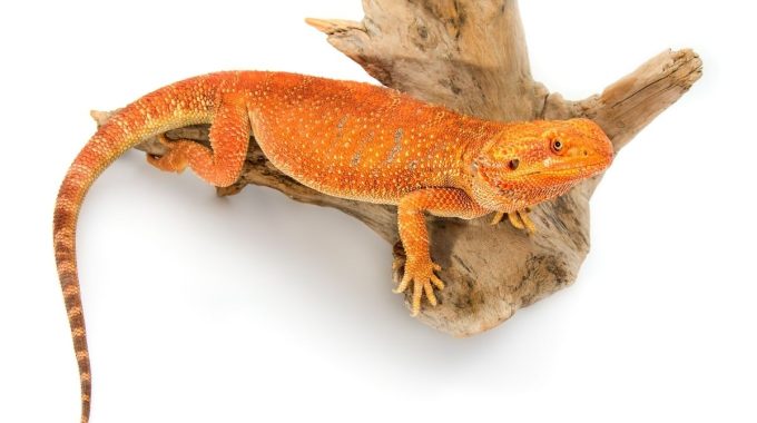 Orange bearded dragon on a log