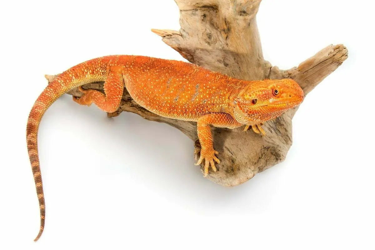 Bearded dragon - tail rot – what it is and how to treat it