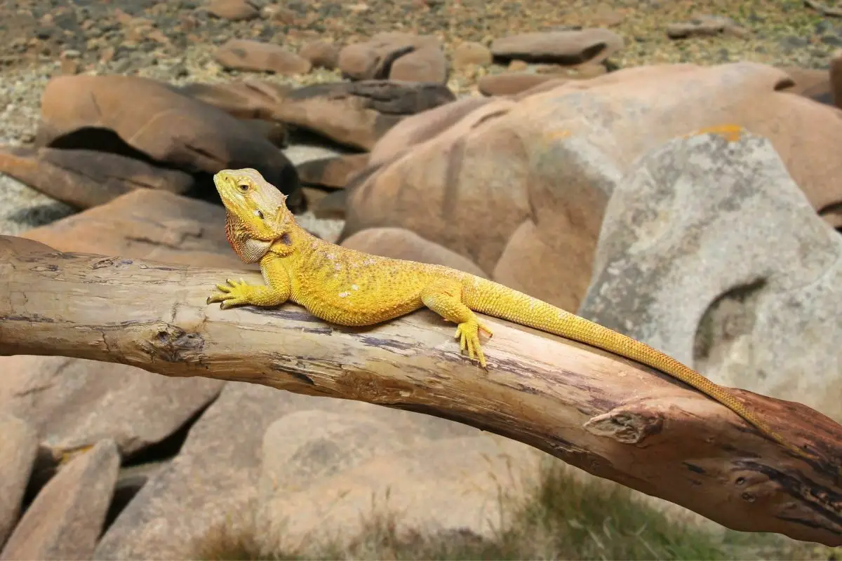 yellow bearded dragon on a log