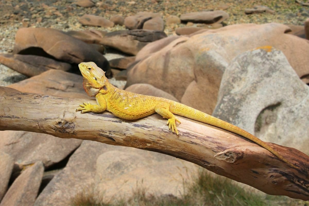 Yellow bearded dragon on a log